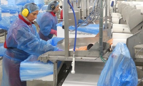 Salmon processing plant in Norway